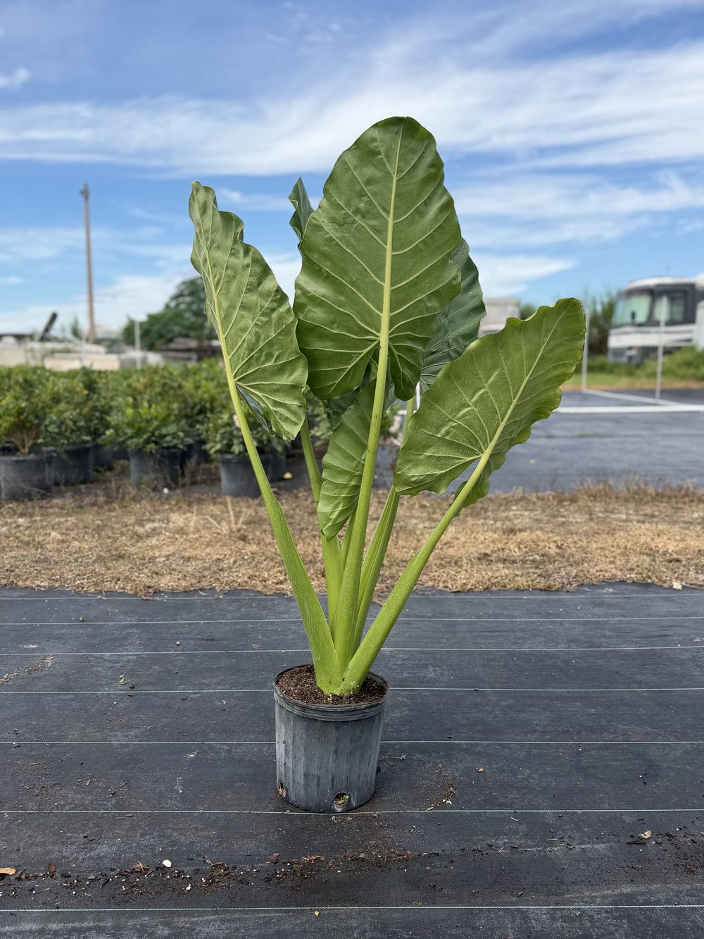 Alocasia Elephant Ears, 3 gallon, $8 at King H Nursery in Homestead FL