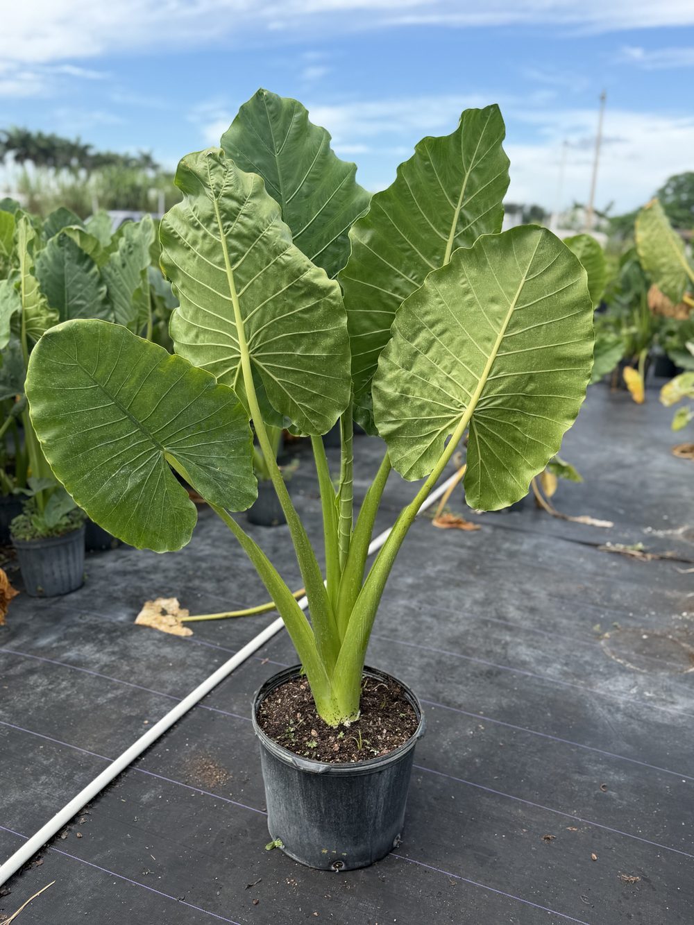 Alocasia Elephant Ears, 7 gallon, $20 at King H Nursery in Homestead FL