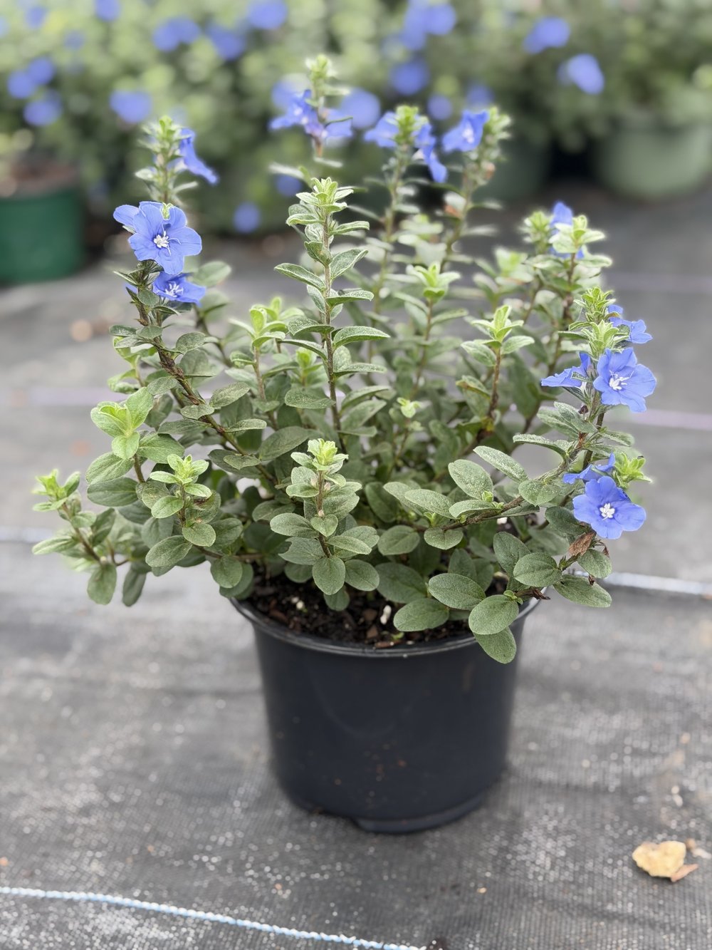 Blue Daze, 1 gallon, $1.75 at King H Nursery in Homestead FL