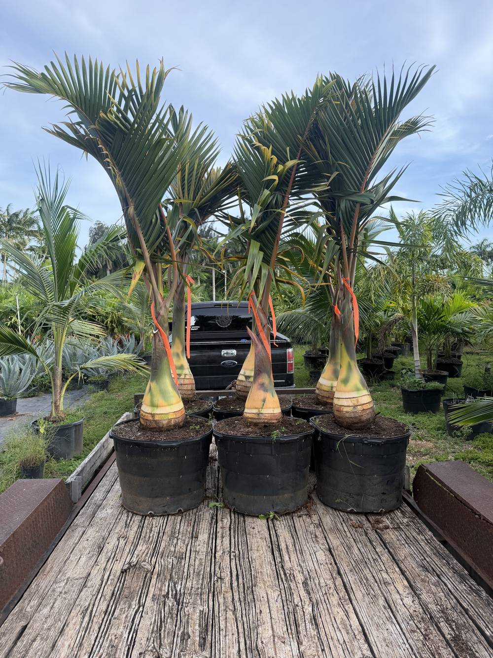 Bottle Palm, 25 gallon, $90 at King H Nursery in Homestead FL