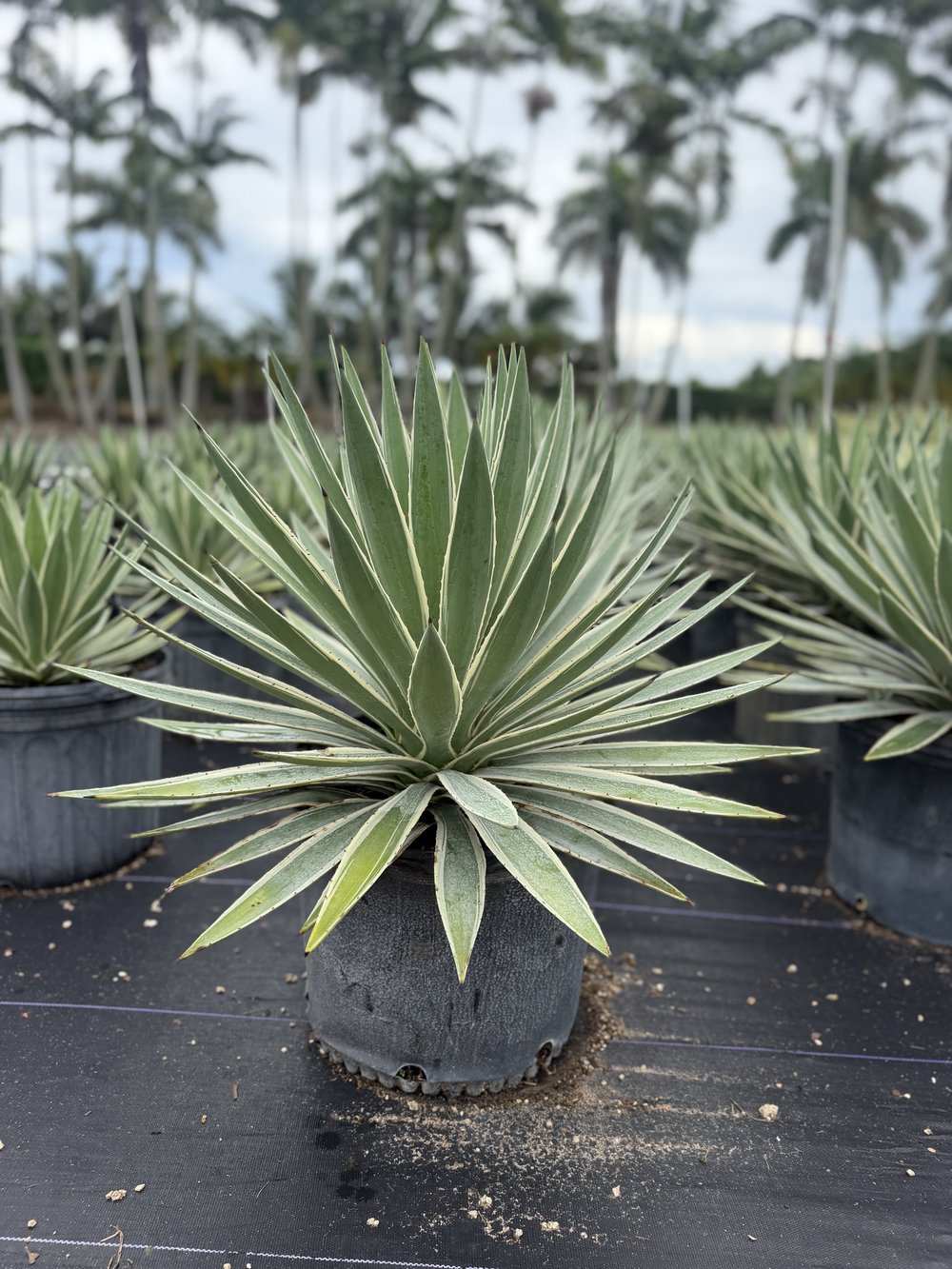 Caribbean Agave, 7 gallon, $25 at King H Nursery in Homestead FL