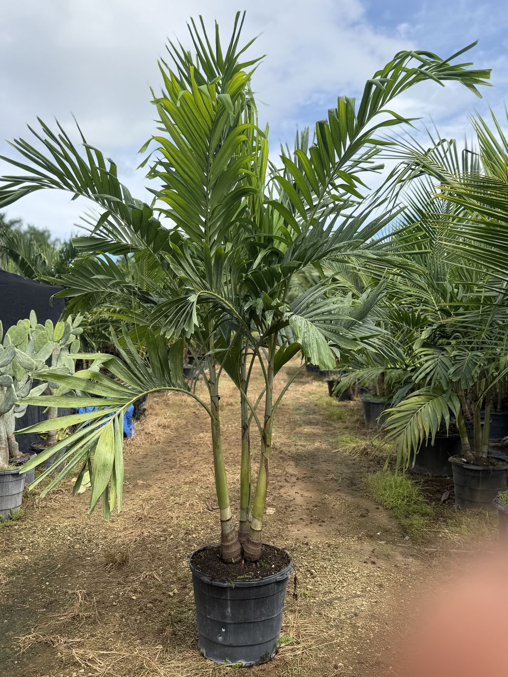 Christmas Palm, 15 gallon, $30 at King H Nursery in Homestead FL
