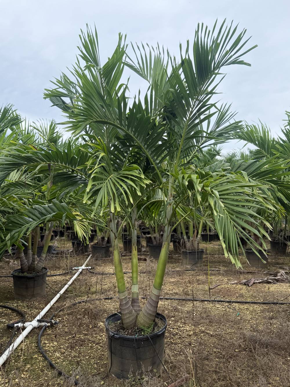 Christmas Palm, 25 gallon, $75 at King H Nursery in Homestead FL