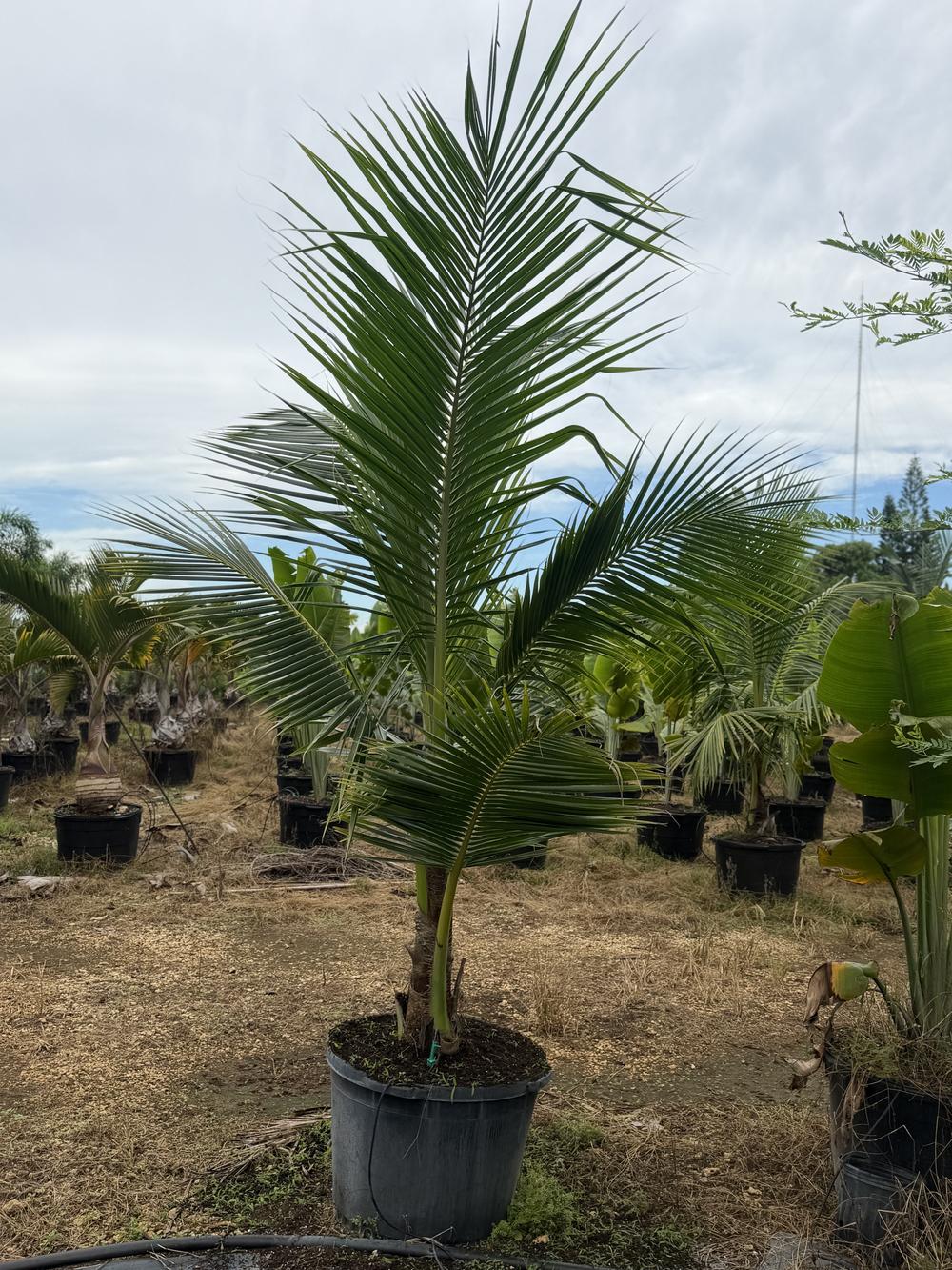 Coconut Palm, 25 gallon, $75 at King H Nursery in Homestead FL