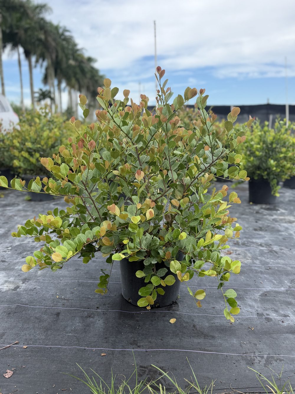 Cocoplum, 7 gallon, $13 at King H Nursery in Homestead FL