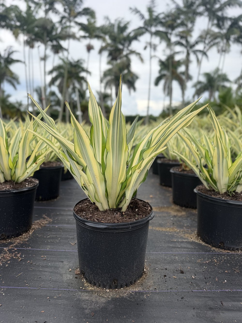 False Agave in 3, 7 and 25 gallon pots at King H Nursery in Homestead FL