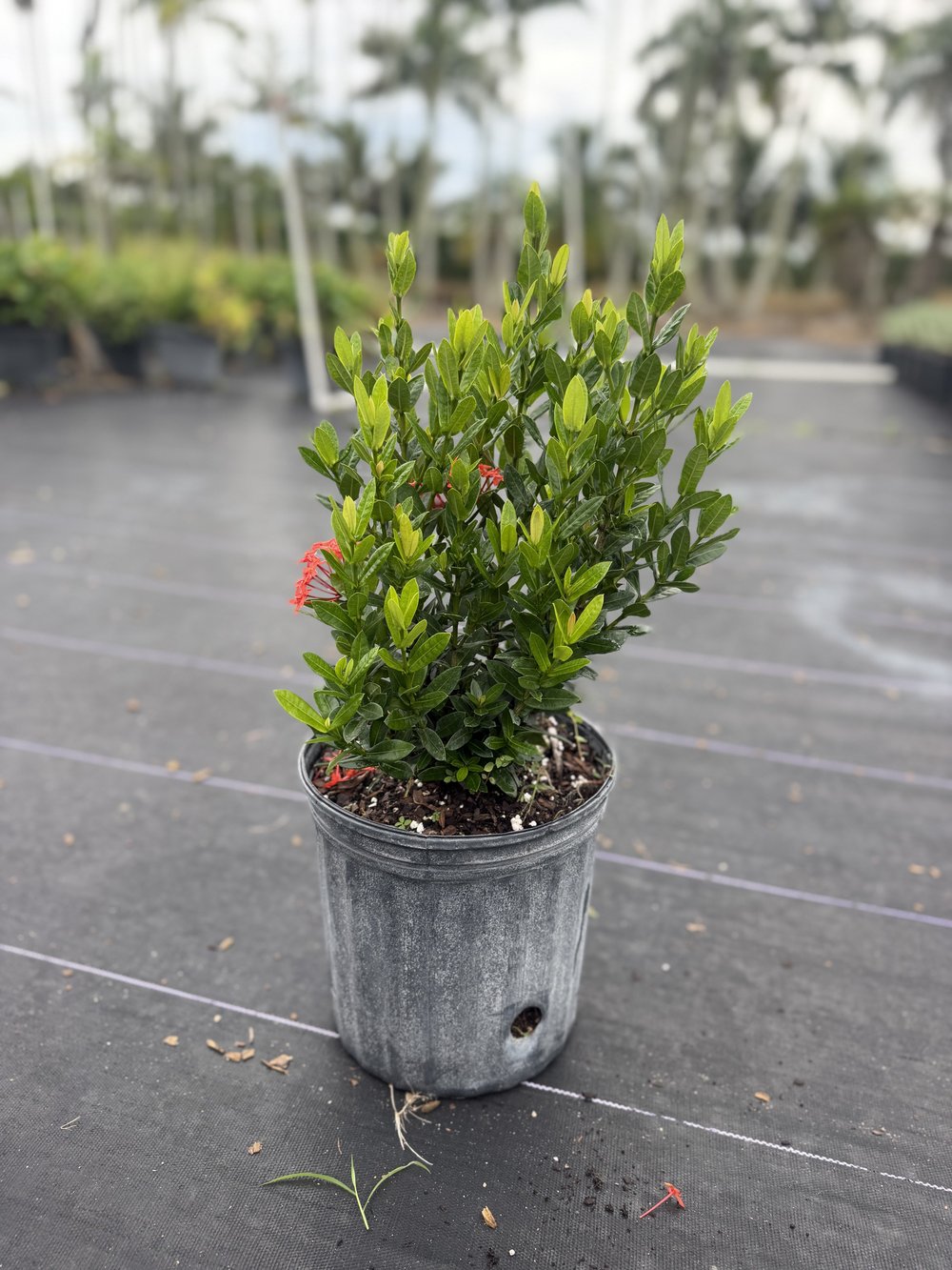 Ixora Taiwanensis, 3 gallon, $3.75 at King H Nursery in Homestead FL