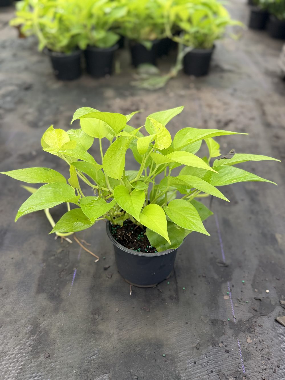 Neon Pothos, 6-inch pot, $3.50 at King H Nursery in Homestead FL