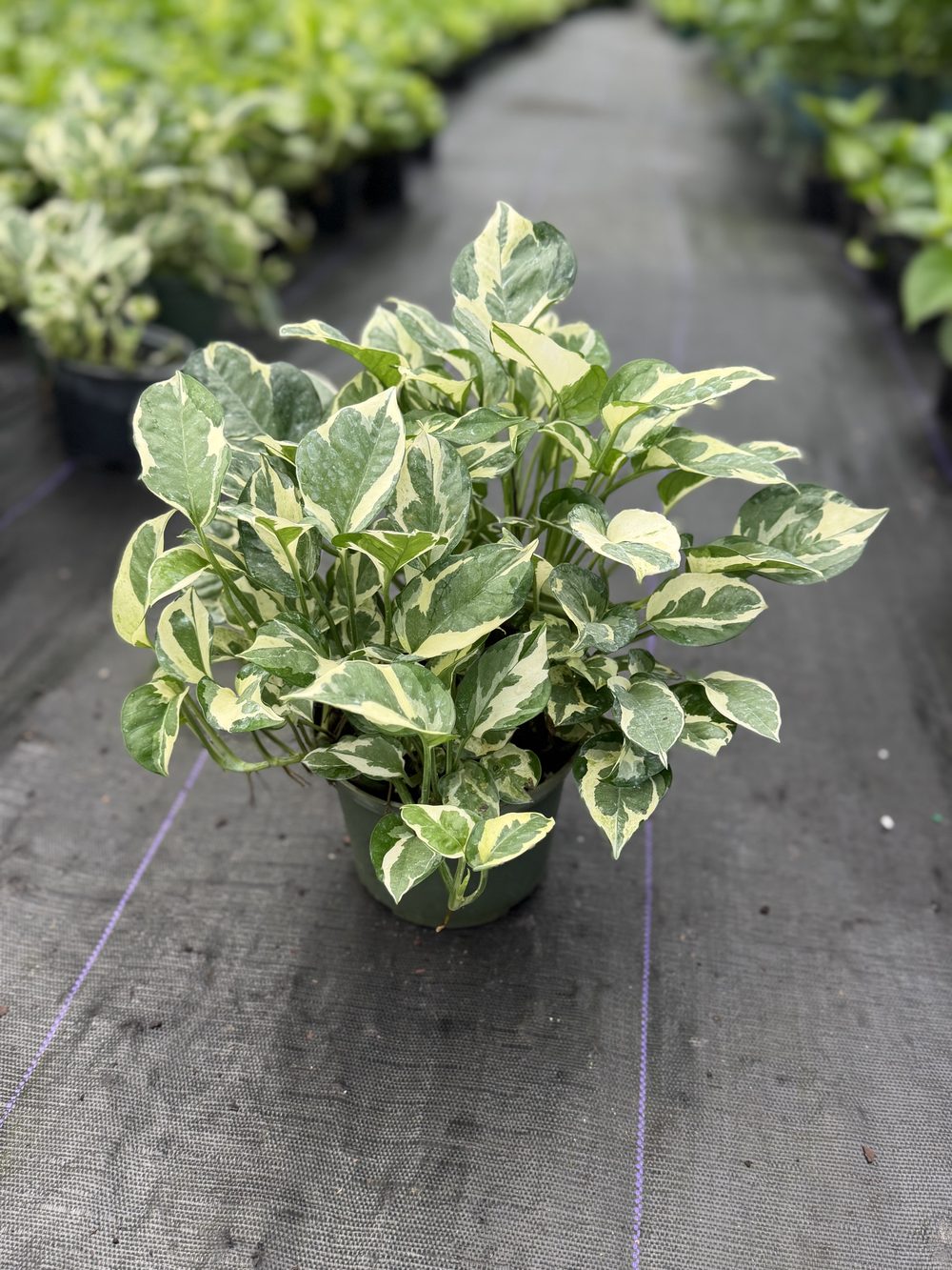 Pearl & Jade Pothos, 6-inch pot, $3.50 at King H Nursery in Homestead FL