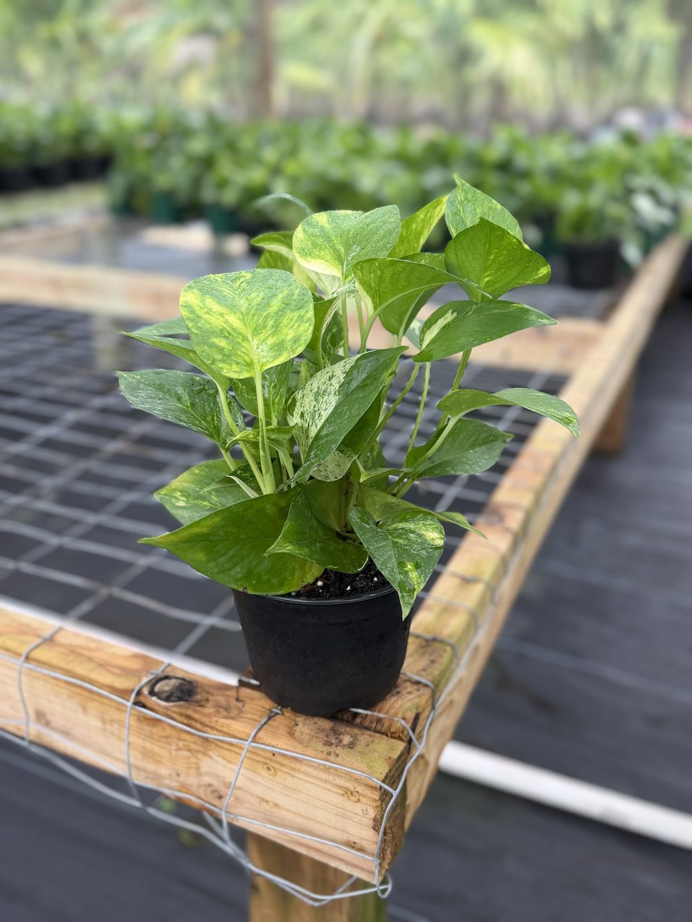 Golden Pothos, 6-inch pot, $3.75 at King H Nursery in Homestead FL