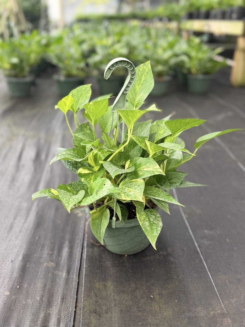 Golden Pothos, Hanging basket, $8 at King H Nursery in Homestead FL