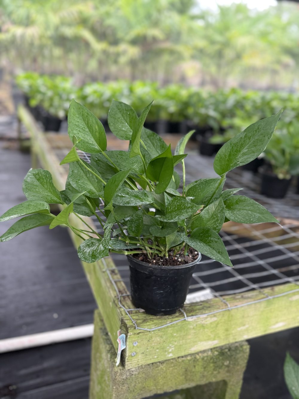 Jade Pothos, 6-inch pot, $3.75 at King H Nursery in Homestead FL