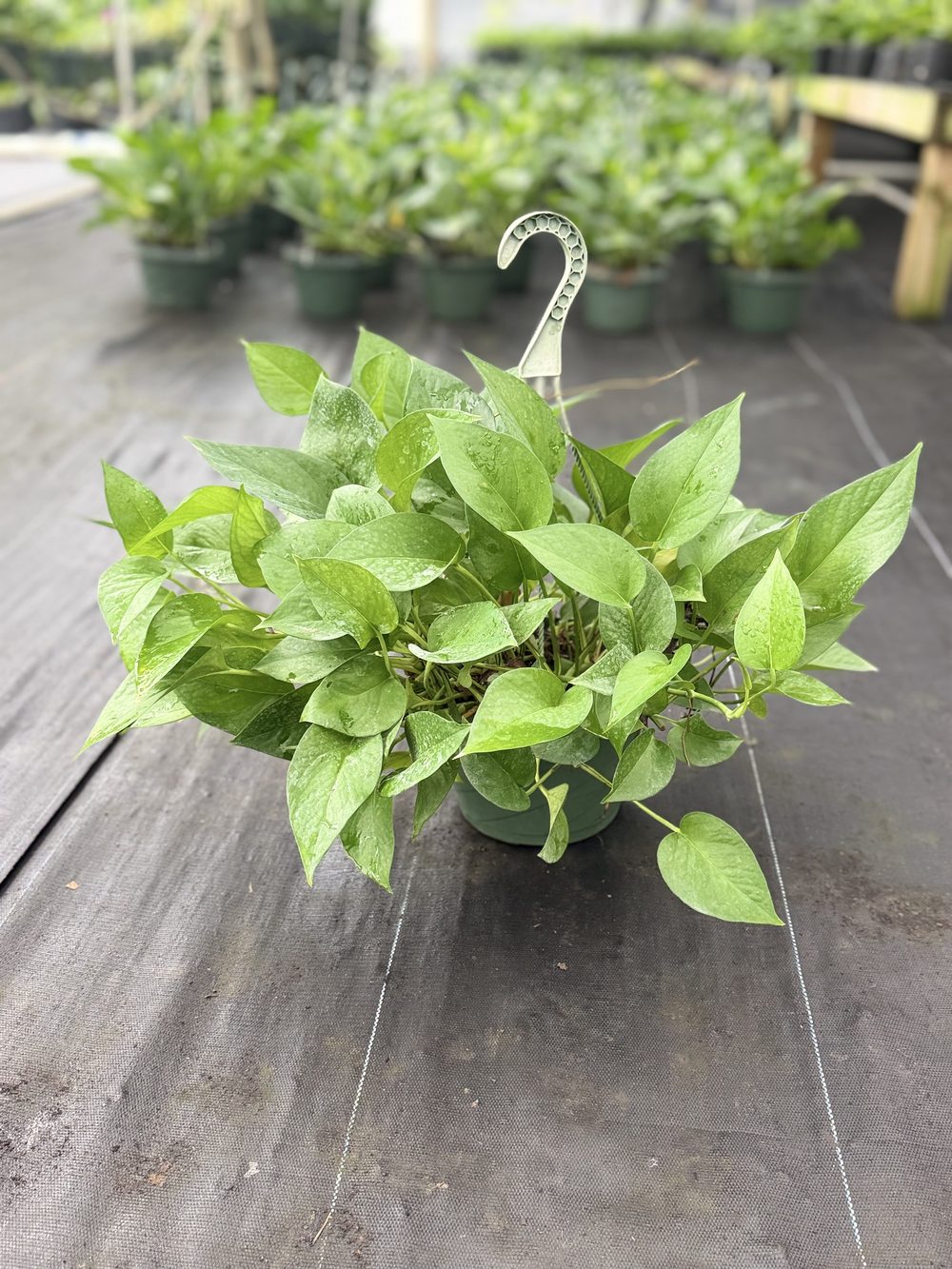 Jade Pothos, Hanging basket, $8 at King H Nursery in Homestead FL