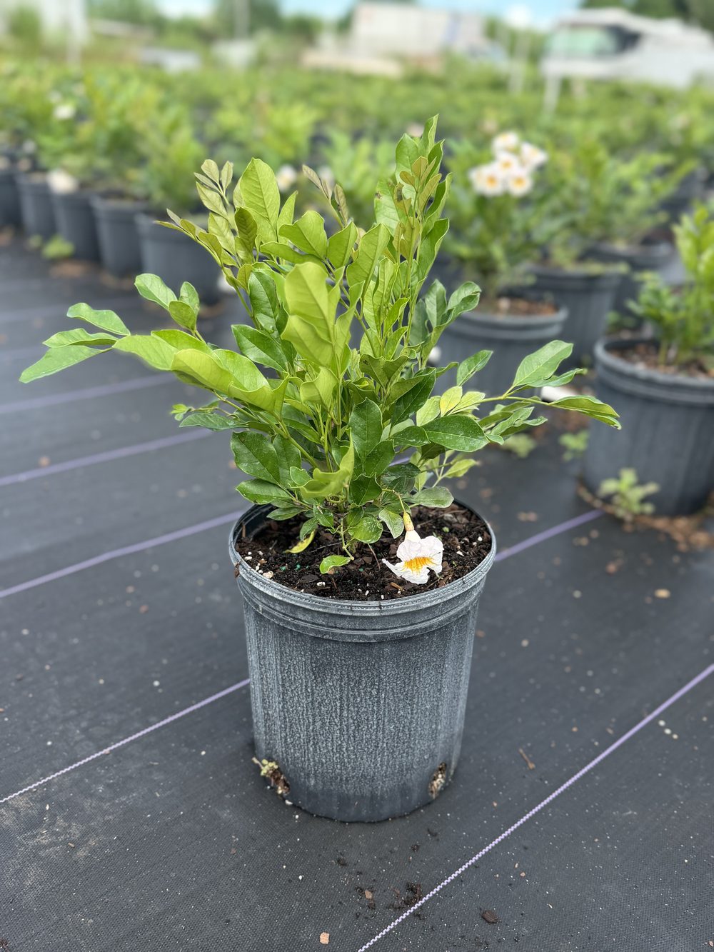 Radermachera, 3 gallon, $10 at King H Nursery in Homestead FL