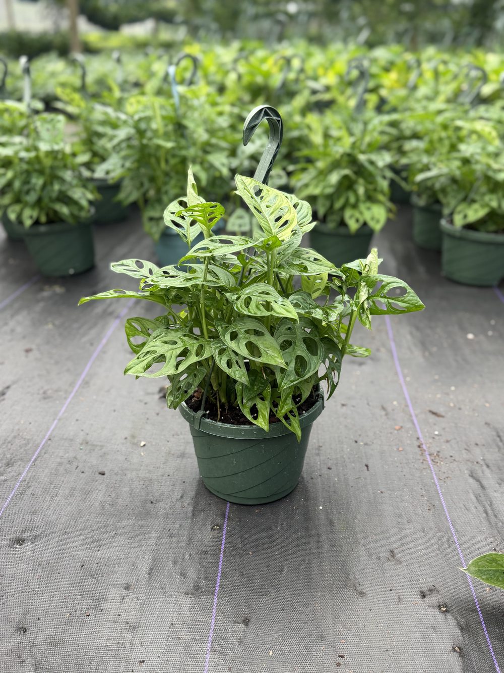 Swiss Cheese Vine, Hanging basket, $6.50 at King H Nursery in Homestead FL