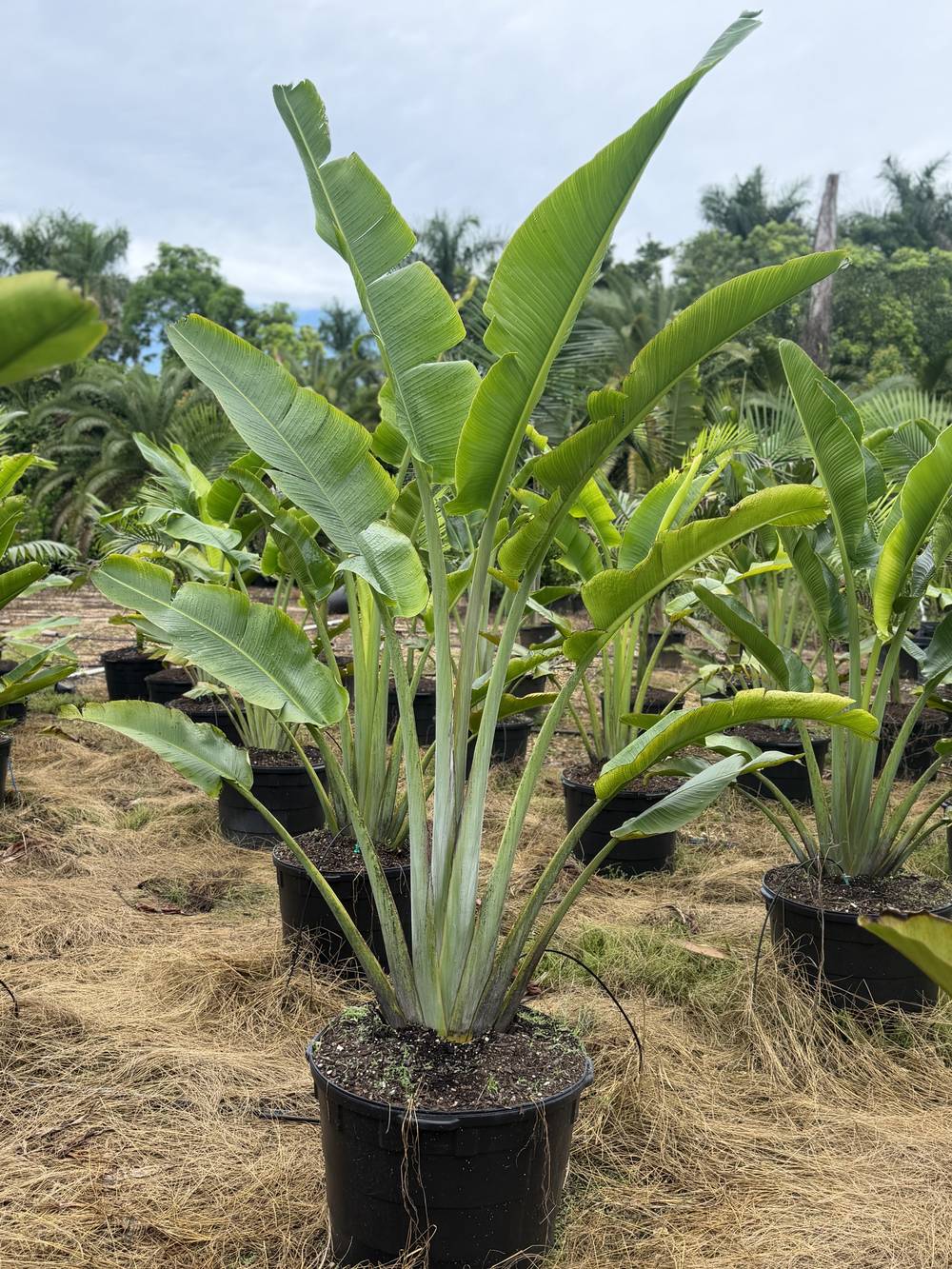 Traveler's Palm, 25 gallon, $75 at King H Nursery in Homestead FL